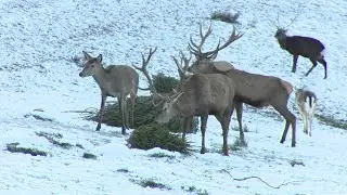 Les sapins de No&euml;l recycl&eacute;s par un parc animalier, les cervid&eacute;s s'en r&eacute;galent
