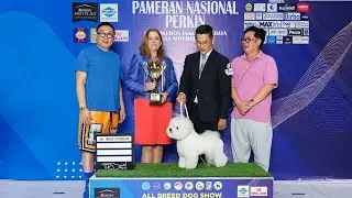 TATJANA UREK PAMERAN NASIONAL PERKIN BEST IN GROUP & BEST IN SHOW: YANG YANG VON GOLDEN SUN