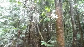 Bird call in rainforest (Canopy Treehouse)