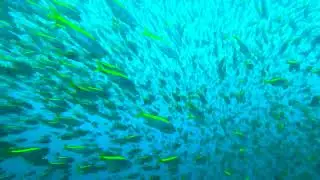 伊豆半島　神子元島の海　タカベが雨あられのように降り注ぐ