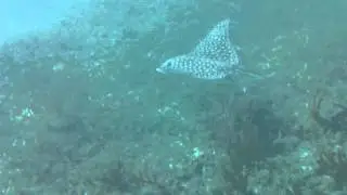Spotted Eagle Ray at Pelican Cay Belize
