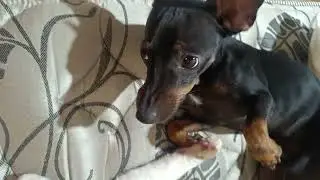 O Elétron atormenta muito o Raposo. #pets #pinscher #cat #dog 