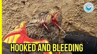 Рыболовный крючок пронзил морду тюленя