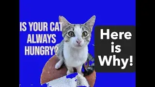 Is Your Cat Always Hungry?  Here is Why!