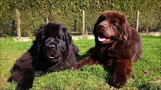 Chiens Terre Neuve