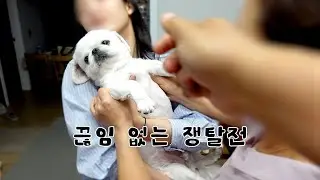 페키니즈ㅣ가족들이 강아지를 좋아하면 생기는 일..