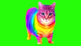 @XertXetinOfficial - RAINBOW - OIIA OIIA (Spinning Cat)