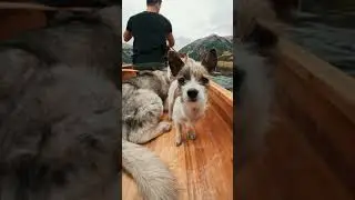Loki the wolf dog #Lokithewolfdog sailing #instagramdogs #dogslover #shorts
