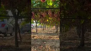 field work in California #field #agriculture #grape 🍇