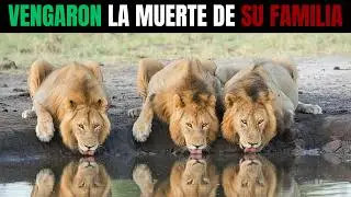 3 Hermanos Vieron MORIR a Sus Hermanas... 2 A&ntilde;os Despu&eacute;s Volvieron Como REYES