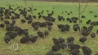 L'entreprise Bodin vend des poulets bio (Sainte-Hermine)