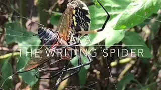 Black & Yellow Garden Spider - Argiope aurantia - AKA The Writing Spider
