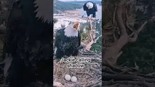 Jackie calling shadow |Eagle Sounds|Big Bear bald eagle #eagle #bigbear