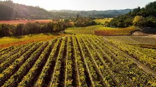 Sonoma County is Open and Welcomes You