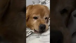 No literally #dog #fyp #funnyvideos #dogs #dogsofttiktok