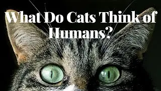 What Do Cats Think of Humans | Exploring Feline Perspectives