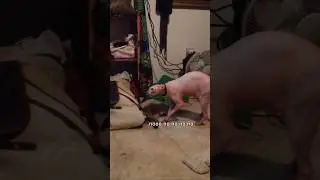 Кошки подшутили над маской большого кота🤣🙀