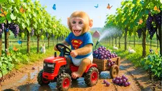 Baby Monkey Harvests Ripe Grapes in the Dreamy Purple Vineyard - Monkey Farm Work | KoKo Monkey Farm