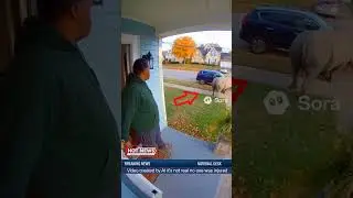 Breaking News: Rhino Flips Car in Wild Rampage &ndash; CCTV Captures Chaos