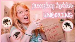 Unboxing More Jumping Spiders!