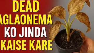 Apne Aglaonema ko dubara jinda kaise kare || Aglaonema Reporting 🌿 #plant #aglaonema 