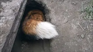 Лиса Василиса. Настоящая лисья нора