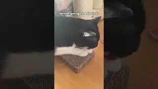 THANK YOU 💗🙈 #adoreble #cat #message #funny #viral #subscribe #adorably #lissi #cute #shorts