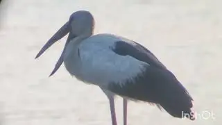 openbill stork yawn