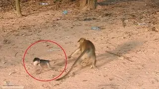 Omg, Crazy Monkey Holding Baby's Tail Running Round Very Pity, Daily Monkeys Man #742