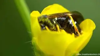 Blattwespe Tenthredo koehleri