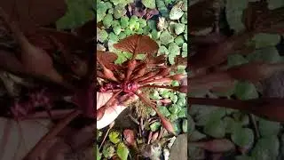 सिंघाड़ा/singhada/singhara/ water chest nut #shorts