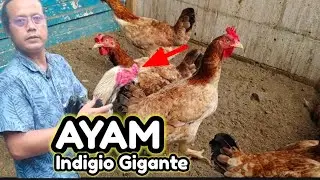 Ternyata mudah ternak ayam indio gigante dan ayam mardi
