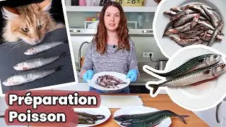 Comment je pr&eacute;pare le poisson pour l&rsquo;alimentation maison de mes chats ! | Raw Feeding | BARF