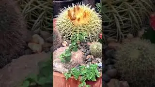 Golden barrel cactus in wine barrel planter