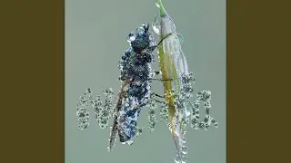 False Nostalgia (Original)