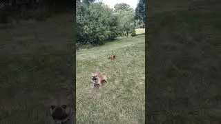 Playing Fetch French Bulldog Black Mask Fawn American Kennel Club Frenchie #365entkennel Clip 2