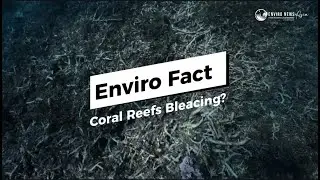 This how coral reefs bleaching impacted by climate change #coral #enviroment