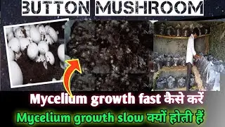 “Button Mushroom Mycelium Fast कैसे करें? | Mycelium Slow होने के कारण और Solutions”