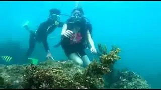 Scuba Diving in Goa | Best Diving Package in Goa | Underwater Marine Life |