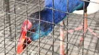 Pets animals birds turtle big kurakura 