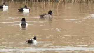 (Greater) Scaup at Marshside RSPB Reserve.