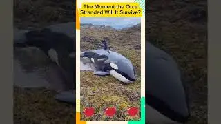 Orca Whale Stuck on Land, Will It Survive? #animalheroes #orca #youtubeshorts