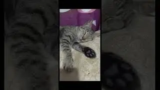 Cat and Kitten Milk Time_ for WH. TYSM