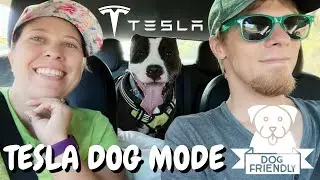 Tesla Dog Mode: Is it Safe? We've Used Tesla Model 3 Dog Mode for 3 Years