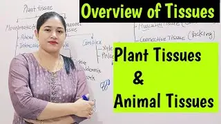 Plant Tissues l Tissues l Animal Tissues l Plant Tissue l Meristmatic Tissue l Permanent Tissue