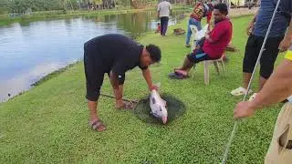 Santai Petang Patin #fishing #patin #kolam