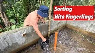 Sorting,Cleaning ng Concrete Pond