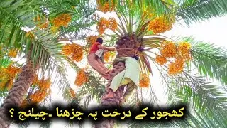 Pakistani Village Life | Climbing Date Palm Tree | Khajoor Garden Beauty 🌴|Mera Gaon