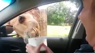 Brutal Camel Attack on my Wife