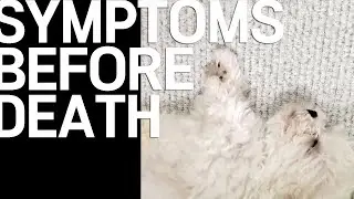 Emergency!! Learn about the symptoms of a dog before it dies.